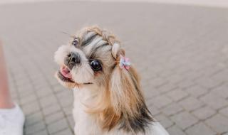 西施犬生活习惯 西施犬造型